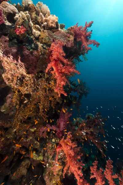 紅海のサンゴ礁は. — ストック写真