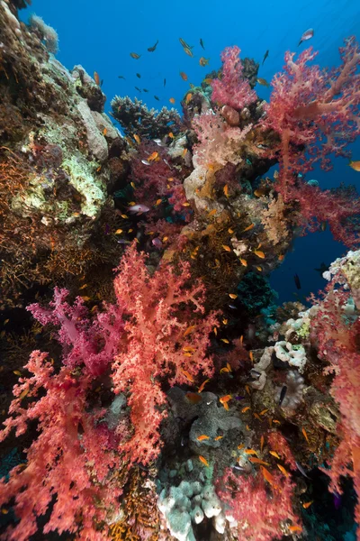 Kızıl denizdeki mercan kayalıkları. — Stok fotoğraf