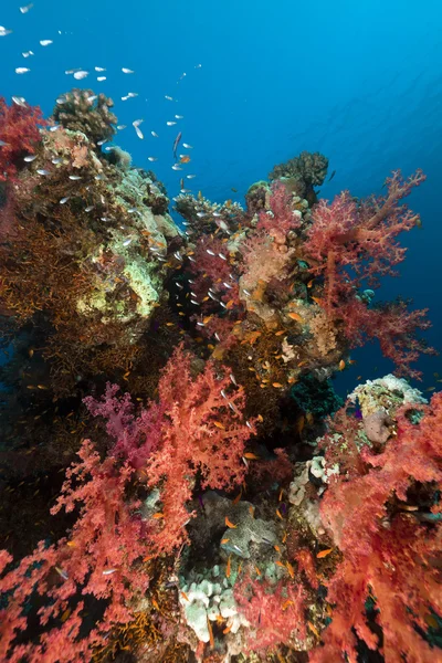 Koraalrif in de rode zee. — Stockfoto