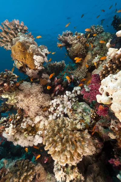 Kızıl denizdeki mercan kayalıkları. — Stok fotoğraf