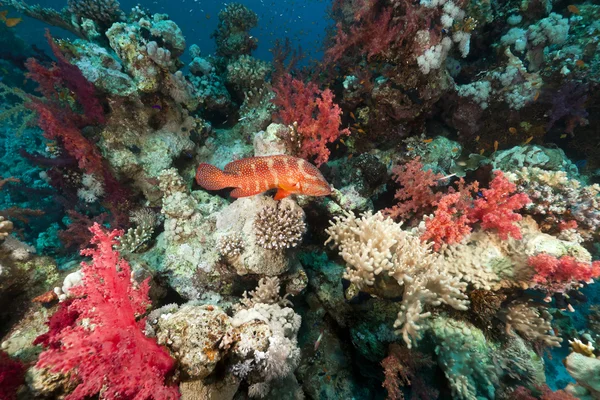 Кораловий риф у червоному морі . — стокове фото