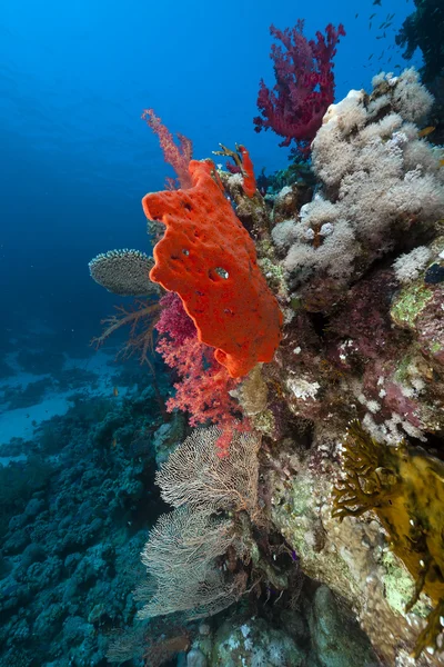 Arrecife de coral en el mar rojo. — Foto de Stock