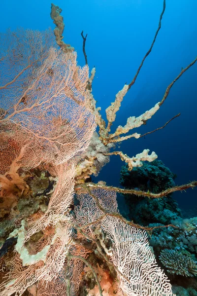 Abanico de coral y peces en el Mar Rojo . —  Fotos de Stock