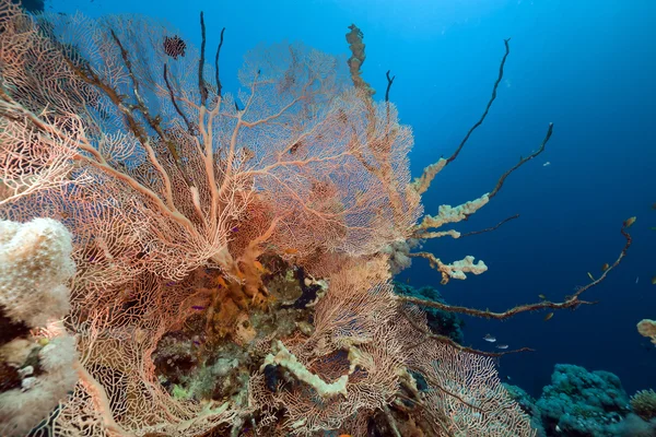 Fan korall och fisk i Röda havet. — Stockfoto