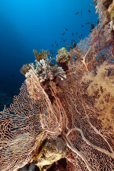 Fächerkorallen und Fische im Roten Meer. — Stockfoto