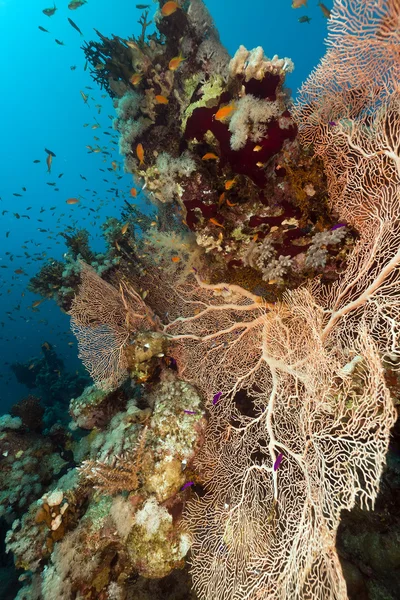 Coral de fãs e peixes no Mar Vermelho . — Fotografia de Stock