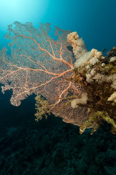 Fächerkorallen und Fische im Roten Meer. — Stockfoto