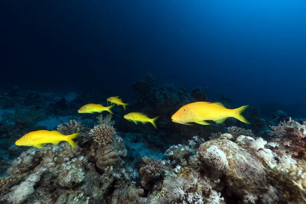 海の赤 yellowsaddle ヒメジ. — ストック写真