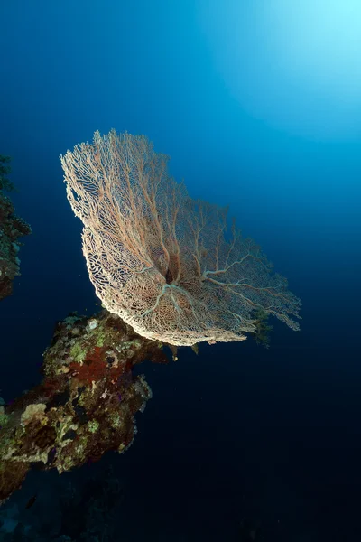 Fächerkorallen im Roten Meer. — Stockfoto