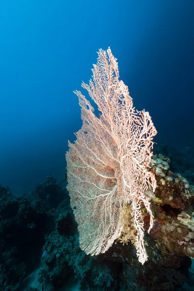 珊瑚在红海风扇. — 图库照片