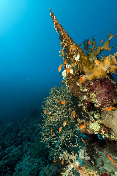 Přikývnutý nadržený korál v Rudém moři. — Stock fotografie