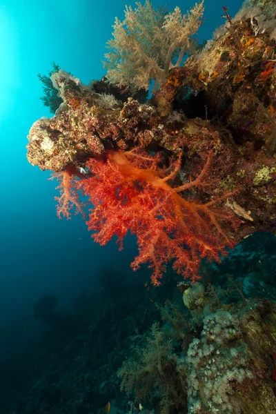 Recifes de coral no mar vermelho. — Fotografia de Stock