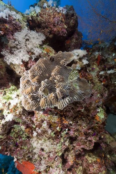 Arrecife de coral en el mar rojo. —  Fotos de Stock