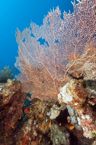Ventilátor korálů v Rudém moři. — Stock fotografie