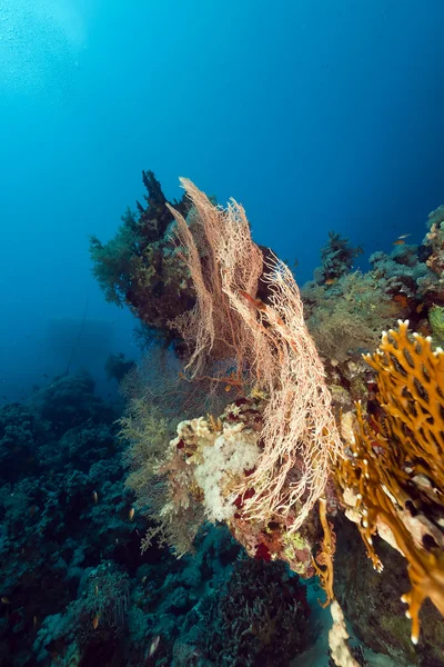 Ανεμιστήρα κοραλλιών στην Ερυθρά θάλασσα. — Φωτογραφία Αρχείου