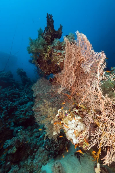 Вентиляционные кораллы в Красном море . — стоковое фото