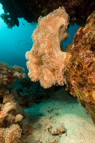 Schleimige Lederkoralle im Roten Meer. — Stockfoto