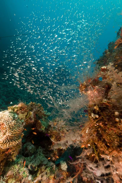 Coral reef en glassfish in de rode zee. — Stockfoto