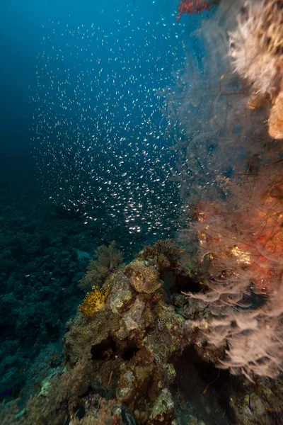 Récif corallien et poisson-verre dans la mer Rouge . — Photo
