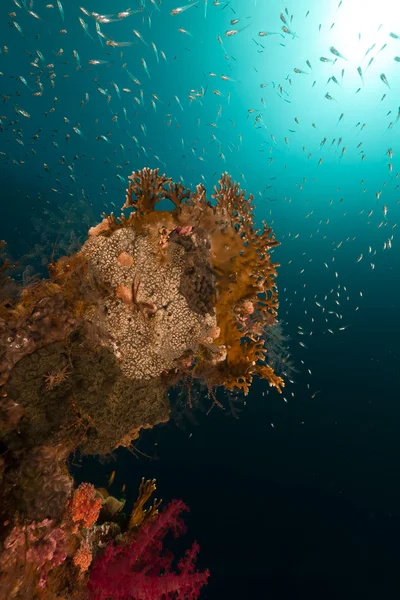 Korálový útes a glassfish v Rudém moři. — Stock fotografie