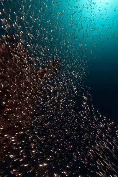 Коралловый риф и стеклянная рыба в Красном море . — стоковое фото