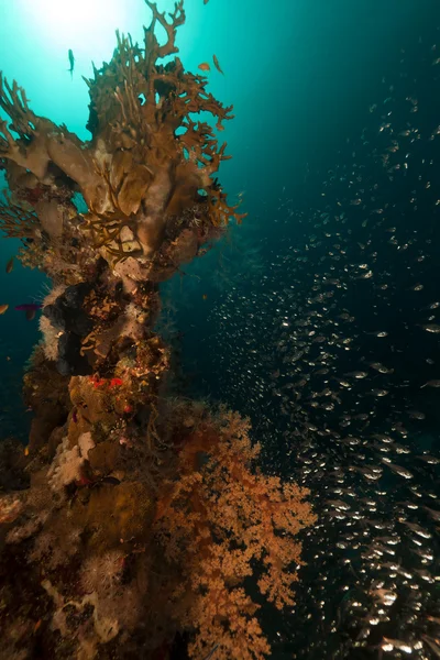 Κοραλλιογενή ύφαλο και glassfish στην Ερυθρά θάλασσα. — Φωτογραφία Αρχείου