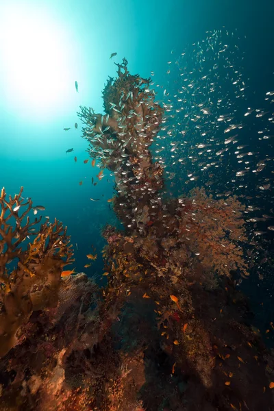 Récif corallien et poisson-verre dans la mer Rouge . — Photo