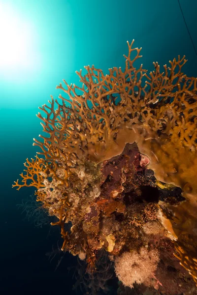 Feuerkorallen im Roten Meer. — Stockfoto