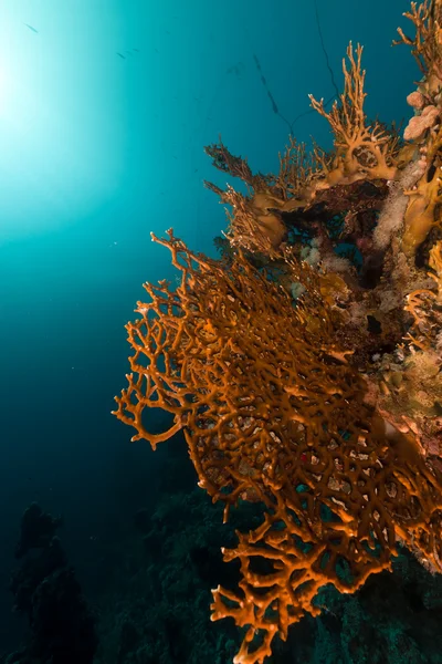 在红海中火珊瑚. — 图库照片