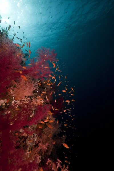 लाल सागर में मछली और उष्णकटिबंधीय रीफ . — स्टॉक फ़ोटो, इमेज