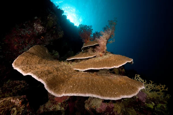 蘑菇珊瑚和热带珊瑚礁在红海. — 图库照片
