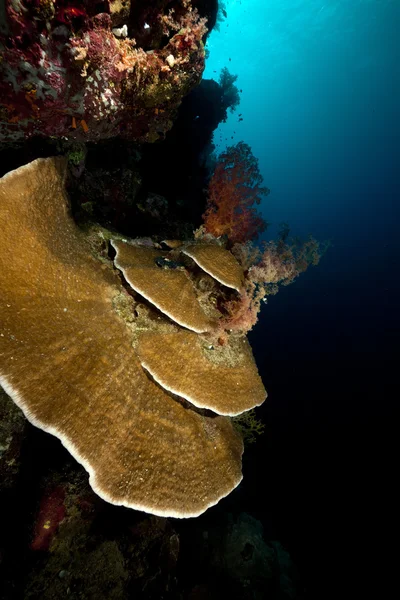 Corallo di funghi e barriera corallina tropicale nel Mar Rosso . — Foto Stock