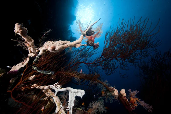 Vertakking zwart koraal en tropische rif in de rode zee. — Stockfoto