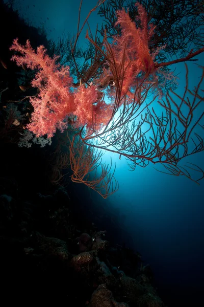 Розгалуження чорних коралів і тропічних риф в Червоному морі. — стокове фото