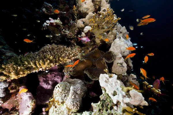 Amêijoa gigante e recife tropical no Mar Vermelho . — Fotografia de Stock