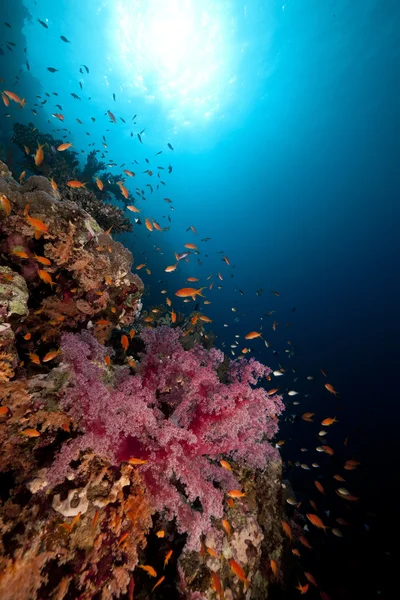 Hal és trópusi zátony a Vörös-tengeren. — Stock Fotó