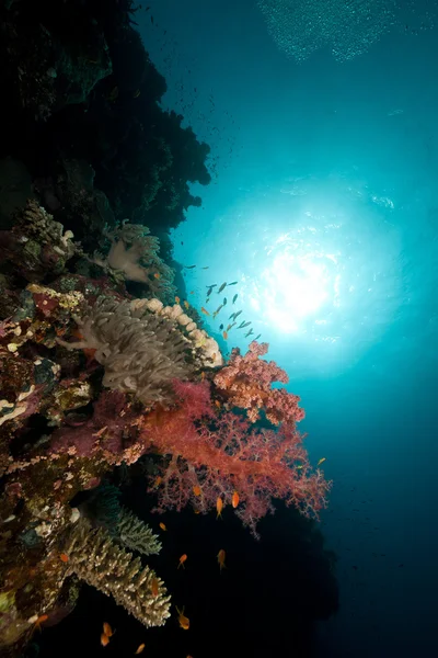 紅海の魚と熱帯のサンゴ礁. — ストック写真