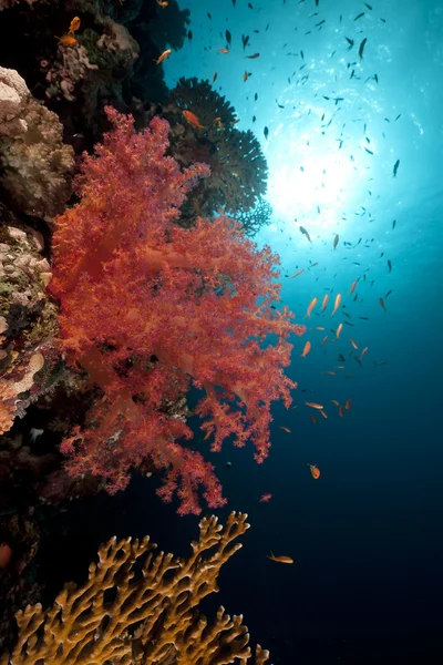 लाल सागर में मछली और उष्णकटिबंधीय रीफ . — स्टॉक फ़ोटो, इमेज