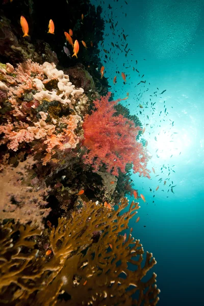 ปลาและแนวปะการังเขตร้อนในทะเลแดง . — ภาพถ่ายสต็อก