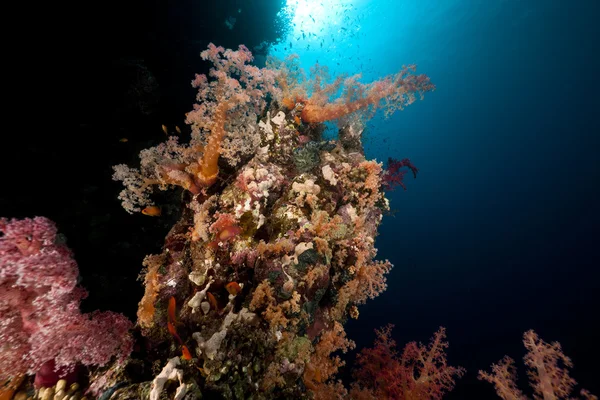 红海的鱼类和热带珊瑚礁. — 图库照片