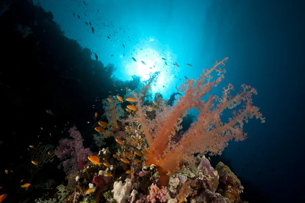 Kızıl Deniz 'de balık ve tropikal resif. — Stok fotoğraf