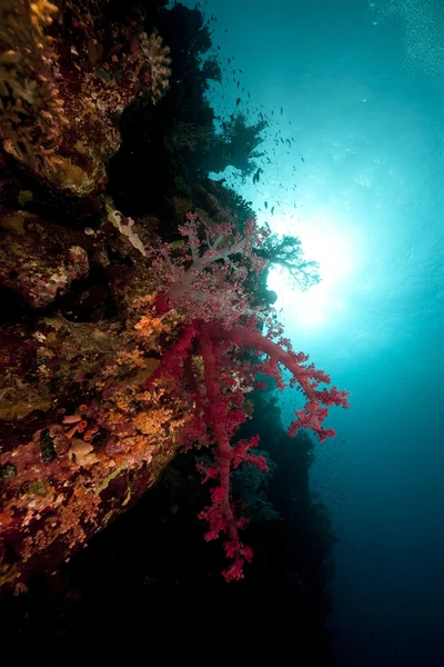 Ryby i rafa tropikalna w Morzu Czerwonym. — Zdjęcie stockowe
