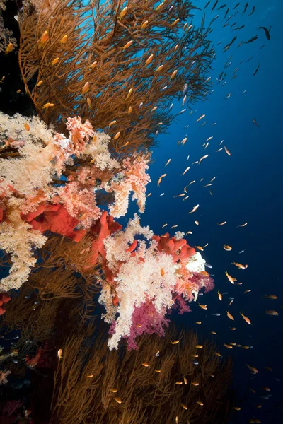 Větvení černé korály a tropickými útesy v Rudém moři. — Stock fotografie