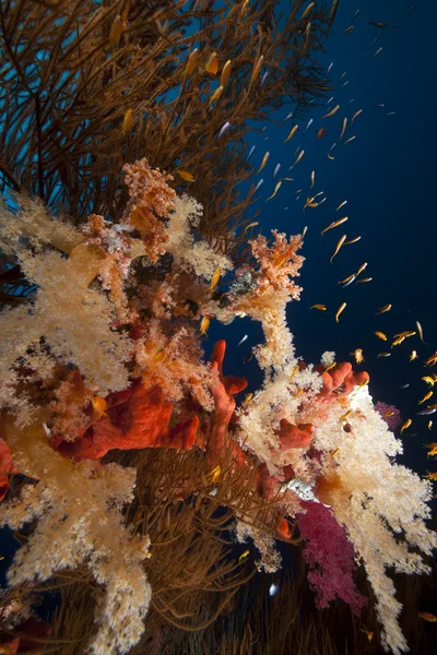 Ramo di corallo nero e barriera corallina tropicale nel Mar Rosso . — Foto Stock
