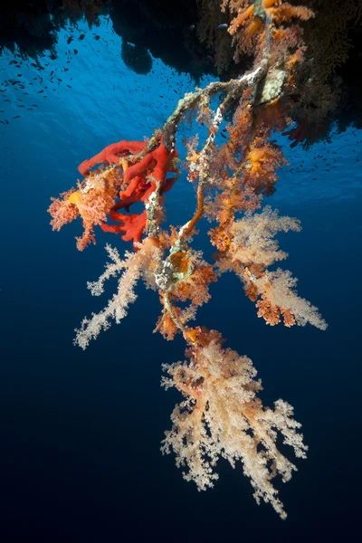 홍 해의 물 고기와 열 대 보초. — 스톡 사진