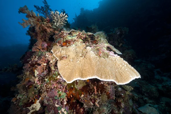 蘑菇珊瑚和热带珊瑚礁在红海. — 图库照片