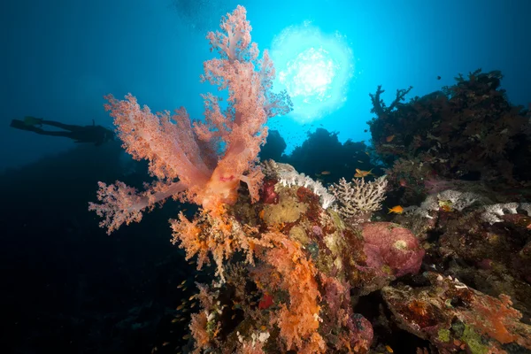 Potápěči a tropickými útesy v Rudém moři. — Stock fotografie
