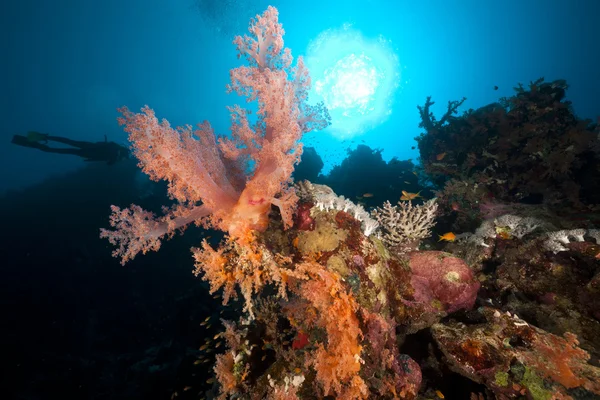 Duikers en tropische rif in de rode zee. — Stockfoto