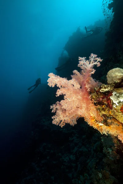 Potápěči a tropickými útesy v Rudém moři. — Stock fotografie