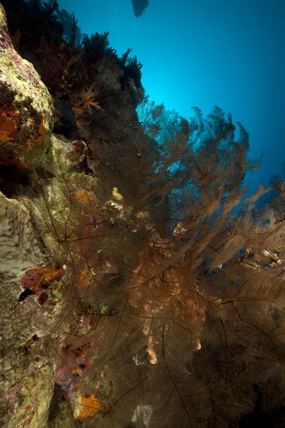 Coral negro ramificado e recife tropical no Mar Vermelho . — Fotografia de Stock